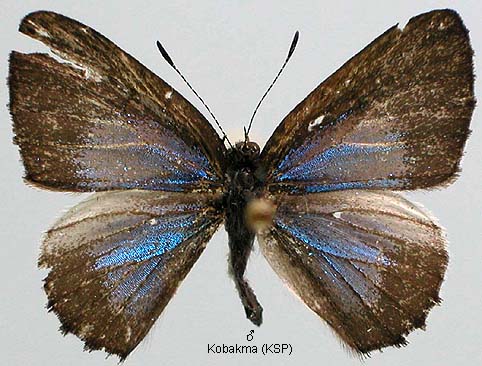 Philiris Innotata Papua Insects Foundation (Lepidoptera/Lycaenidae/Lycaeninae(Philiris ...